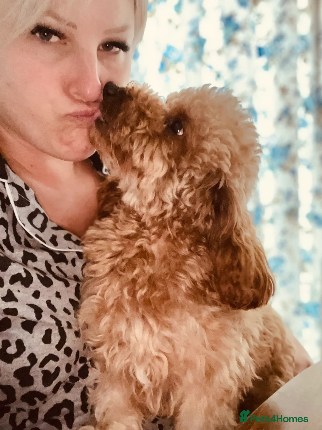 Cavapoo dogs for stud: FULLY Health Tested KC Toy Poodle STUD in Bacup - Advert 6