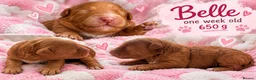 Australian Labradoodle dogs for sale: Multigenerational Australian Labradoodle Puppies - Advert 27