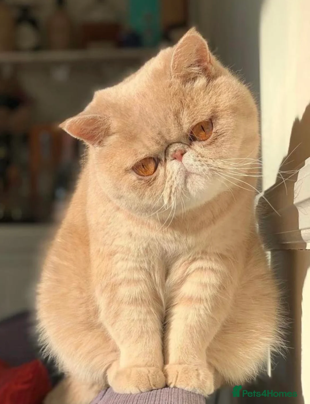 Exotic cats for sale: Stunning pedigree girls, ready to go!  - Advert 1