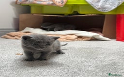 Russian Blue cats for sale: ***Beautiful Russian Blue Kittens*** - Image 11