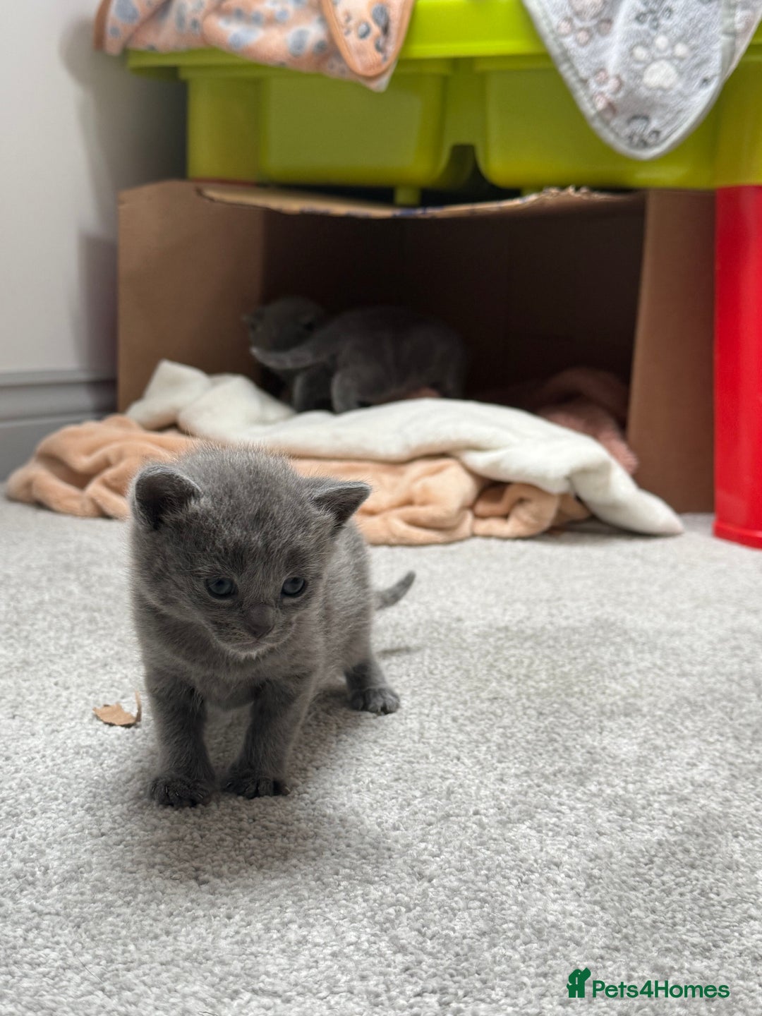 Russian Blue cats for sale: ***Beautiful Russian Blue Kittens*** - Image 11