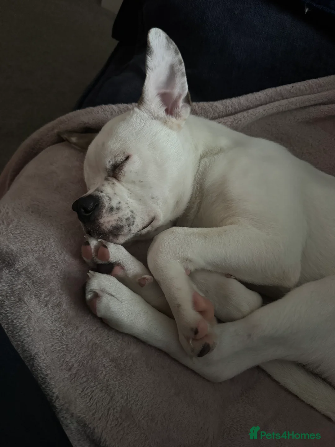 Mixed Breed dogs for sale: Staffy Mixed Breed - Advert 3