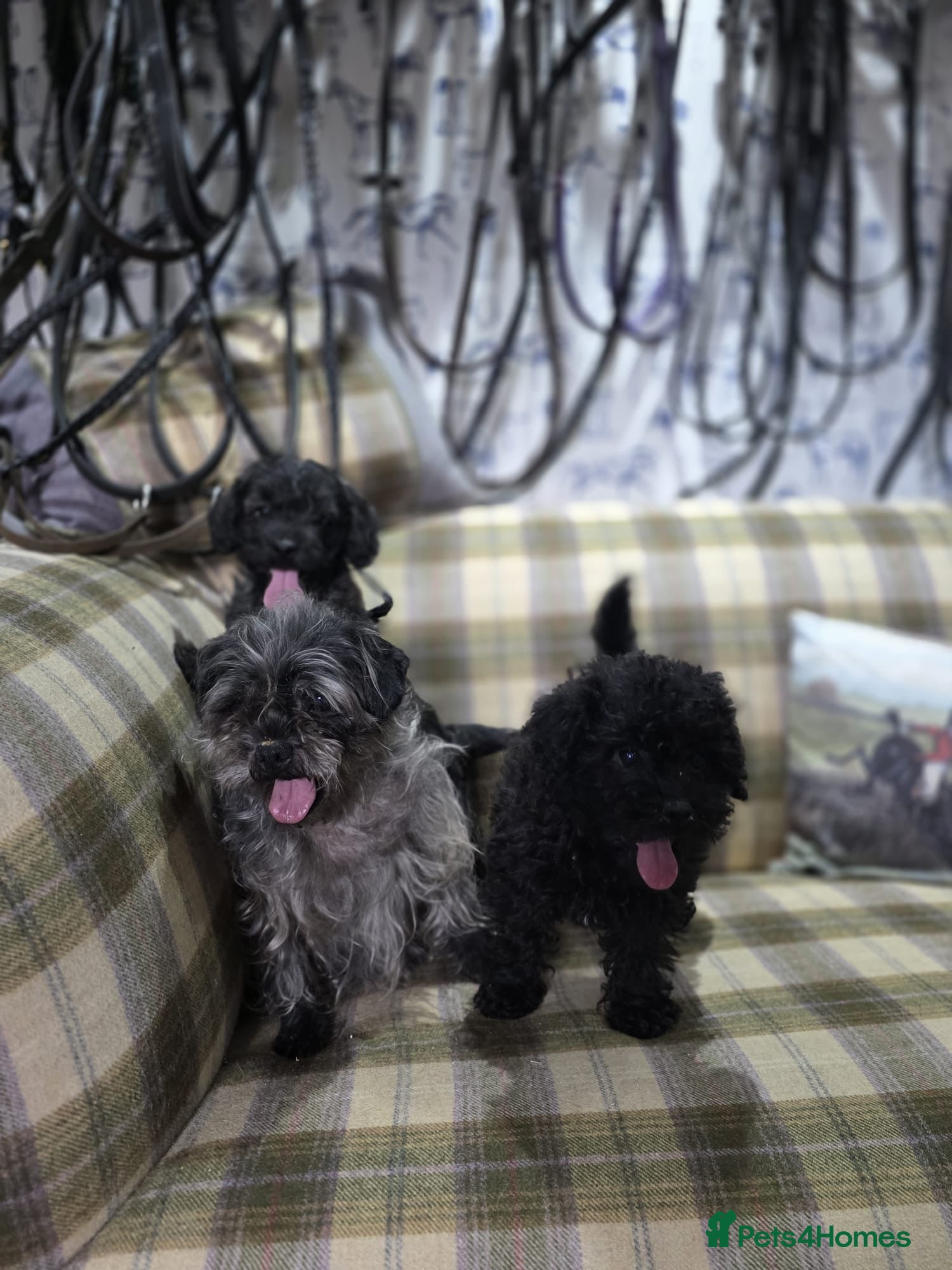 Pugapoo dogs Pugapoo Puppies Gorgeous Litter  - Advert 2