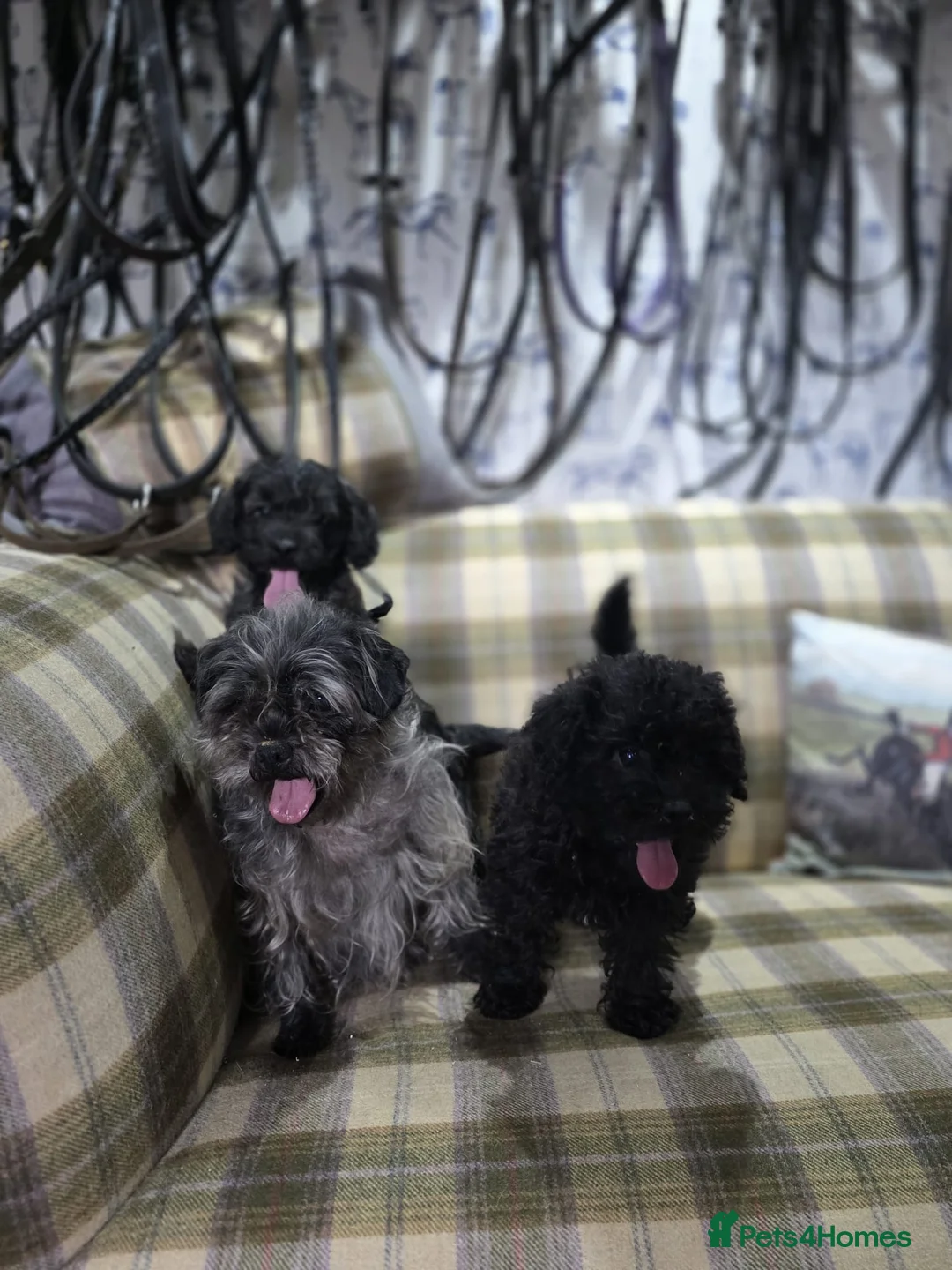 Pugapoo dogs for sale: Pugapoo Puppies Gorgeous Litter  - Advert 2