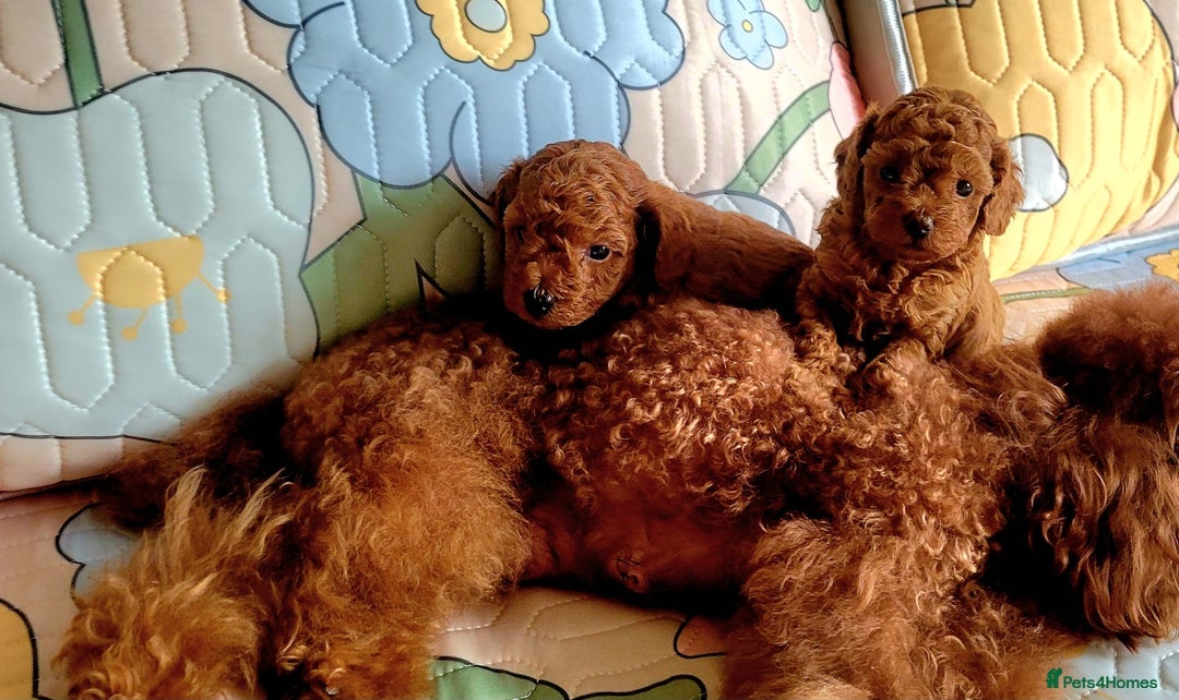 Toy Poodle dogs for sale: 🔥Toy 🔥Mini 🔥Asian Poodle Puppies Girls for sale - Image 9