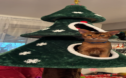 Abyssinian cats for sale: Abyssinian kitten looking for his new forever home - Advert 1