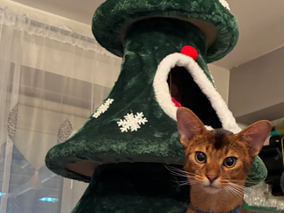 Abyssinian cats Abyssinian kittens looking for their new home - Advert 17