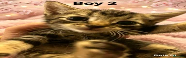 Domestic Shorthair 2