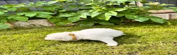 Samoyed dogs for sale: Bundle of joy 3 Puppy - Advert 21