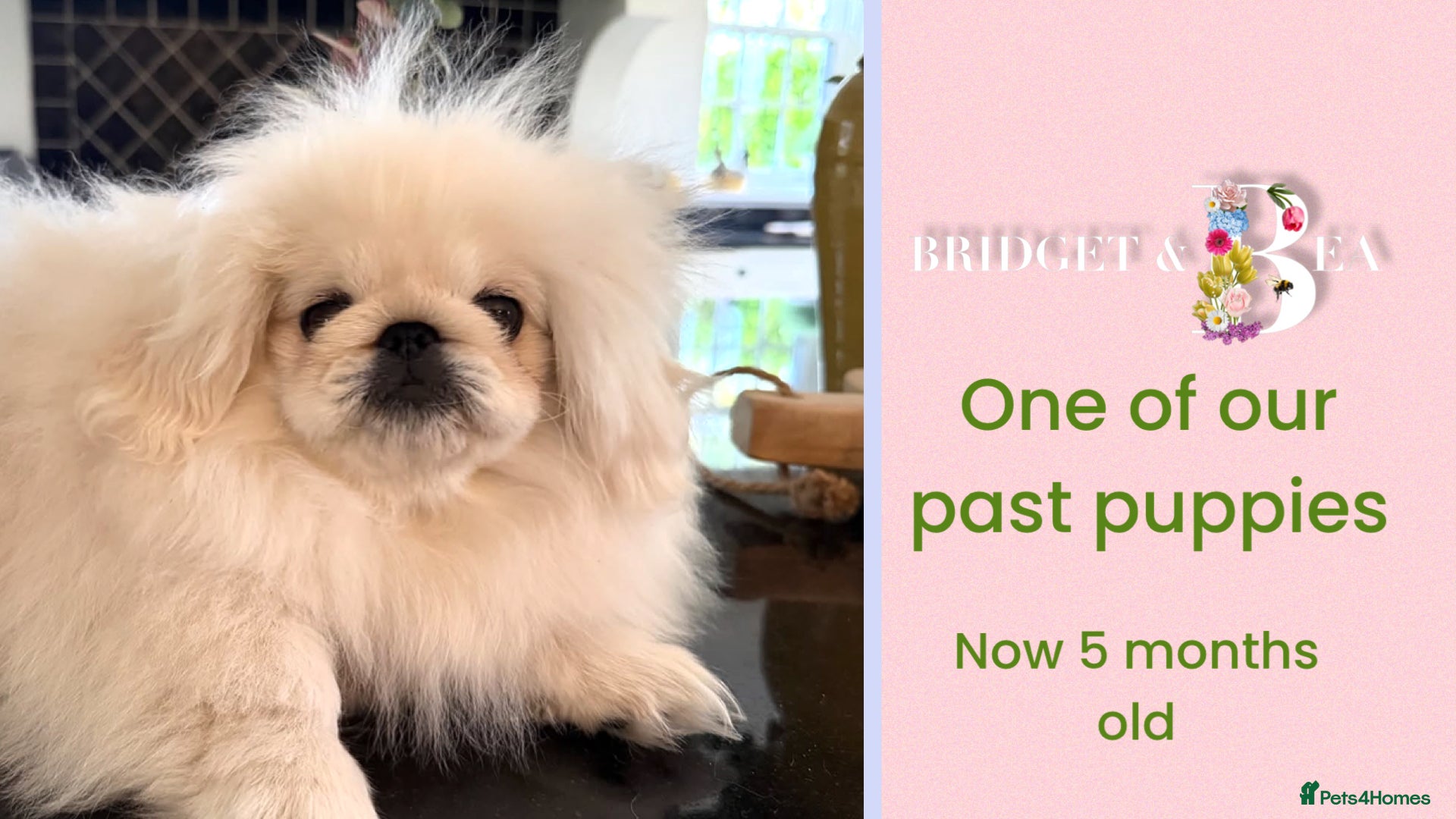 Pekingese dogs 💙ONLY 1 CREAM BOY LEFT💙 - Advert 2