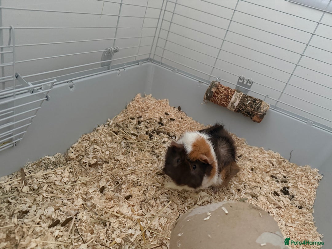 Guinea Pig rodents for sale: Guinea pigs for sale - Advert 7