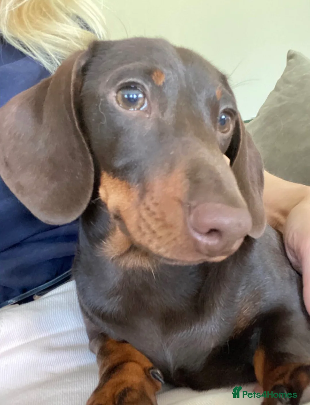 Dachshund dogs for sale: Adult Male Dachshund  - Advert 3