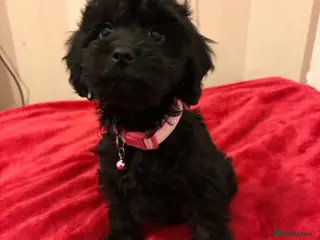 Cockapoo dogs F1 cockapoo puppies - Advert 2
