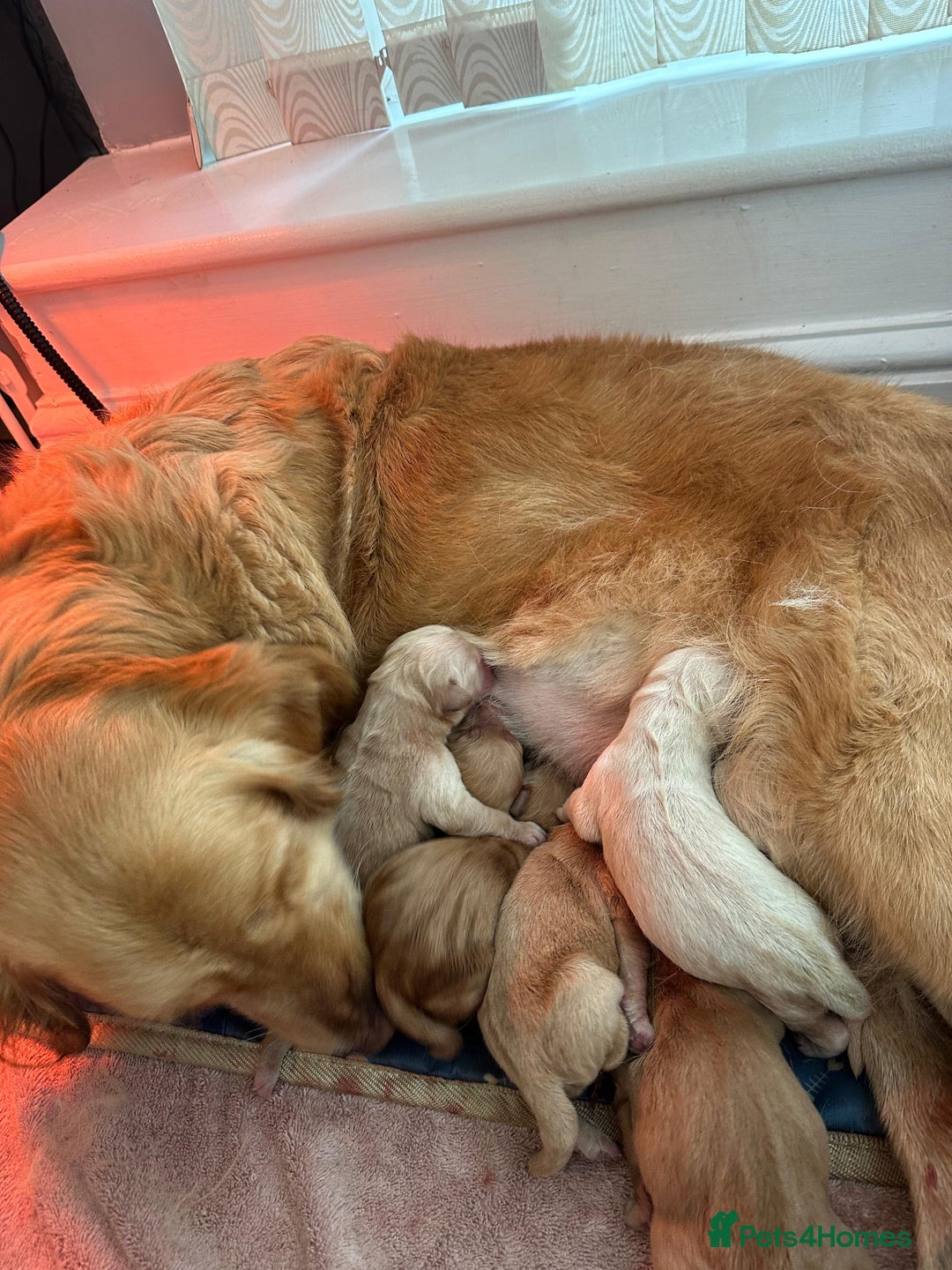 Golden Retriever dogs for sale: Beautiful English Cream Golden Retriever Puppy's  - Advert 12