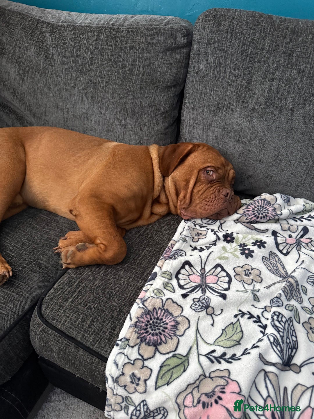 Dogue De Bordeaux dogs for sale: Dogue De Bordauex Puppies for sale - Image 6