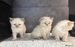 Ragdoll cats for sale: Ragdoll kittens  - Image 4