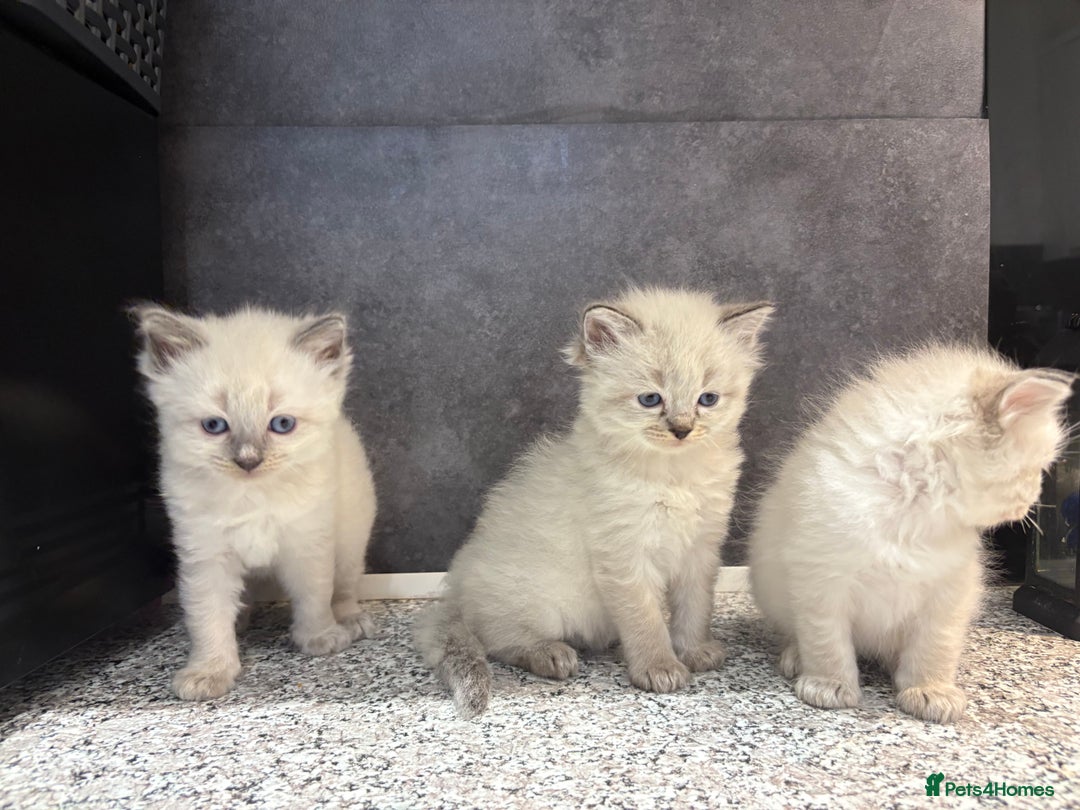 Ragdoll cats for sale: Ragdoll kittens  - Image 4