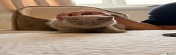British Shorthair cats for sale: 14 Week Old British Shorthair Kitten - Advert 3