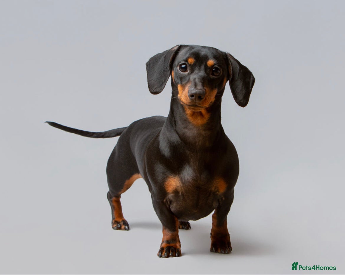 Miniature Dachshund dogs Miniature Dachshund Puppies - Advert 1