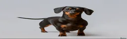 Miniature Dachshund dogs for sale: Miniature Dachshund Puppies - Advert 1