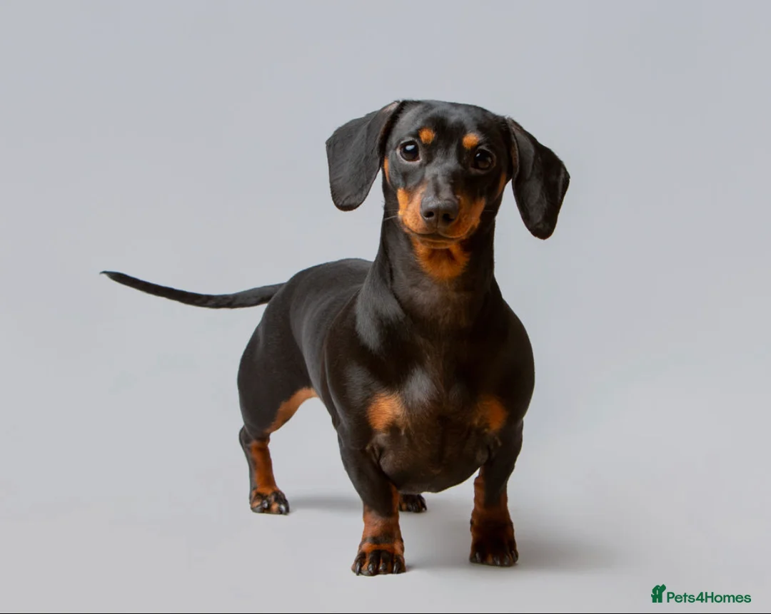 Miniature Dachshund dogs for sale: Miniature Dachshund Puppies - Advert 1