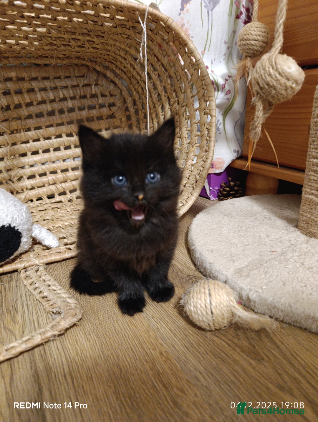 Mixed Breed cats for sale: 3 girls and a boy. - Advert 6