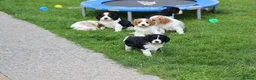 Cavachon dogs for sale: Beautiful Cavachon puppies for sale - Advert 27