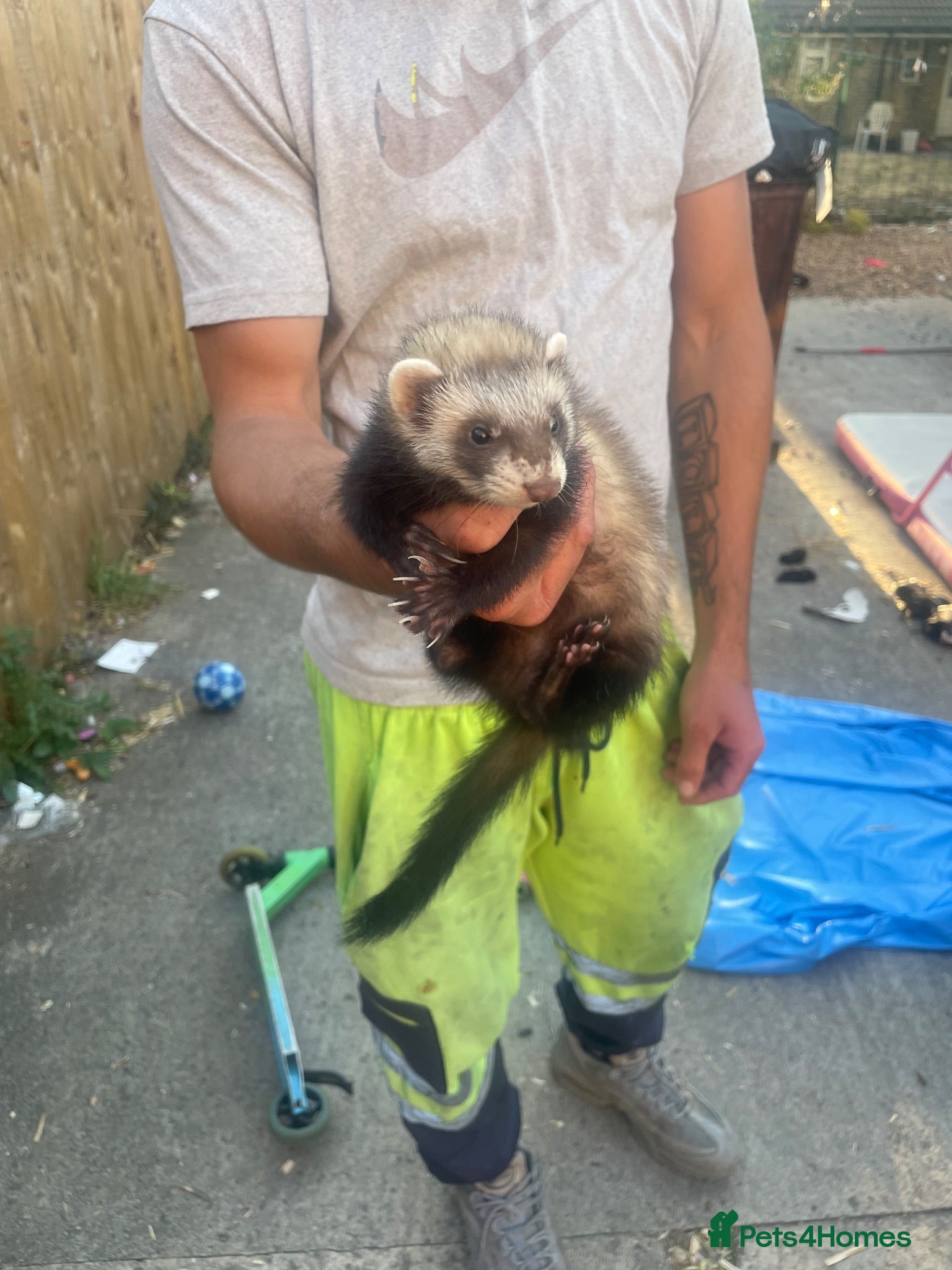 Ferret rodents 2 female kitts 3months old - Advert 11
