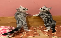 British Shorthair cats for sale: Silver Tabby BSH GCCF registered Kittens - Image 19