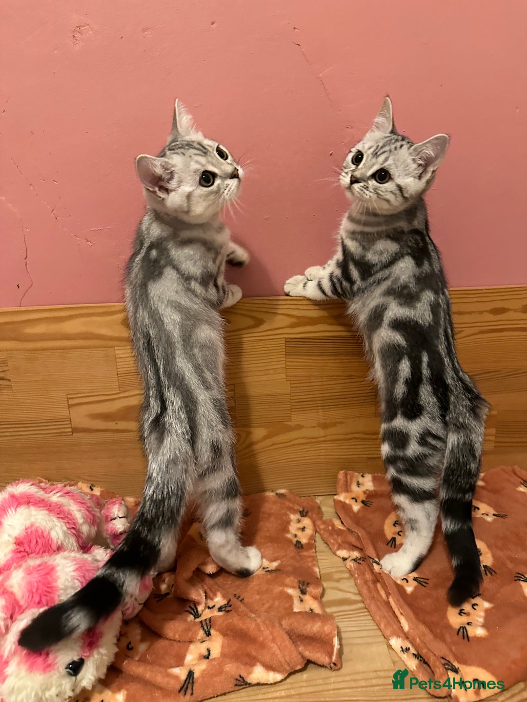 British Shorthair cats for sale: Silver Tabby BSH GCCF registered Kittens - Image 19