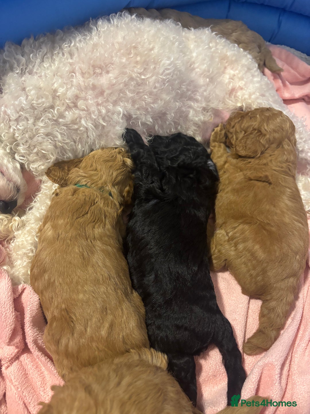 Toy Poodle dogs for sale: Toy poodle puppies *Ready for  ** * - Advert 15