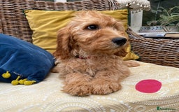 Irish Doodle dogs for sale: F1 Standard Irish Doodle Puppies  - Image 7