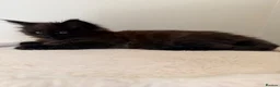 Maine Coon cats for sale: Pedigree TICA Champion Russian import line MCO - Advert 27