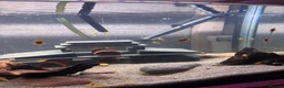 Plecos fish for sale: BRISTLENOSE PLECOS in Darwen - Advert 2