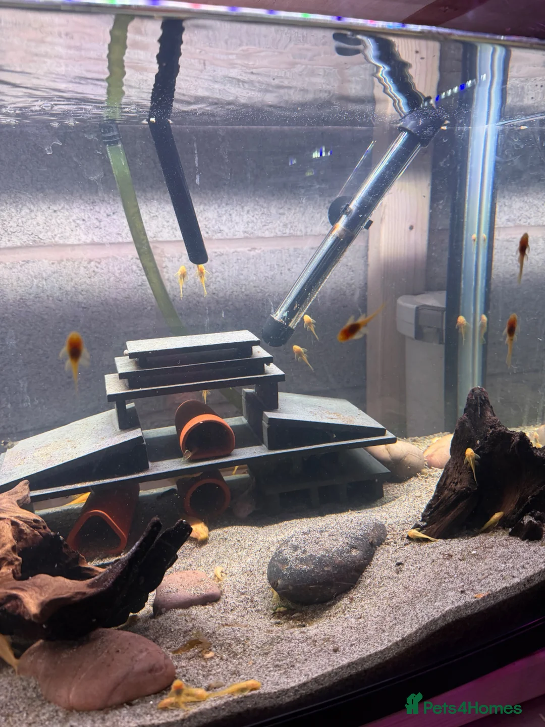 Plecos fish for sale: BRISTLENOSE PLECOS in Darwen - Advert 2