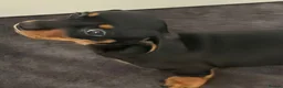 Miniature Dachshund dogs for sale: 2 Girls Left - KC stunning Miniature Dachshunds 🩷 - Advert 5