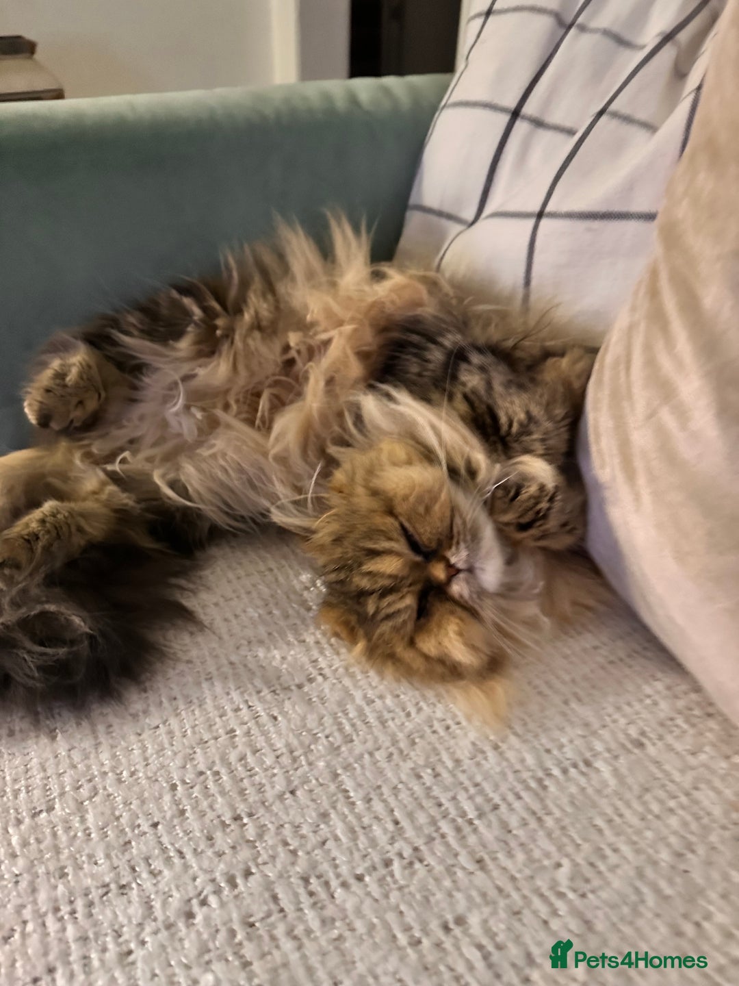 Persian cats for sale: Persian chinchilla cats - Advert 7