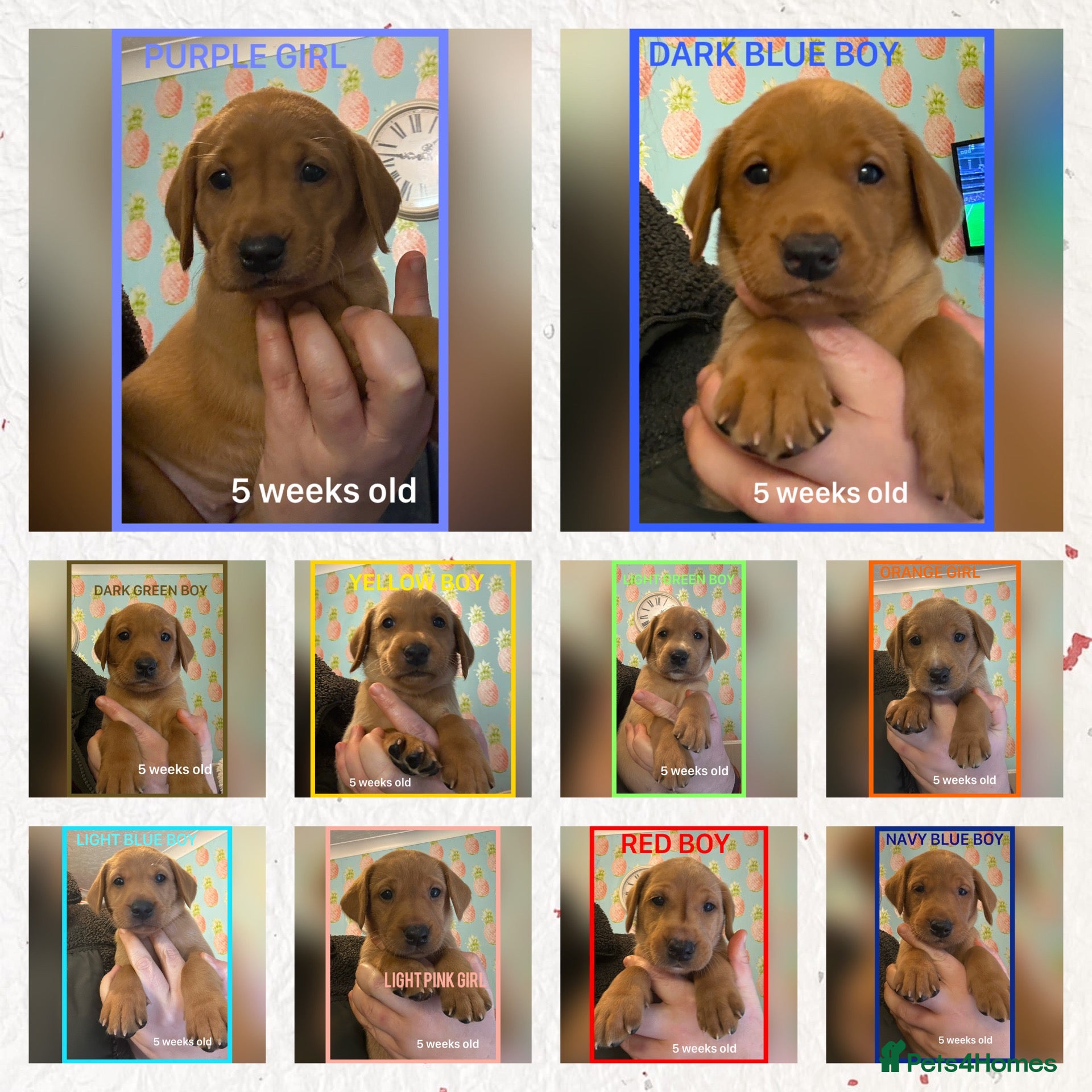 Labrador Retriever dogs for sale: Fox red Labrador puppies  - Advert 1