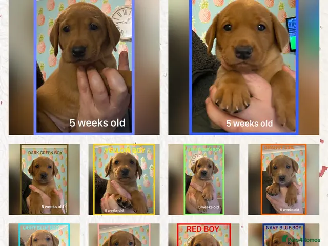 Labrador Retriever dogs for sale: Fox red Labrador puppies - Advert 1
