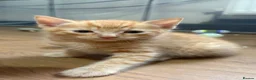 Mixed Breed cats for sale: Bengal cross kittens  - Advert 2