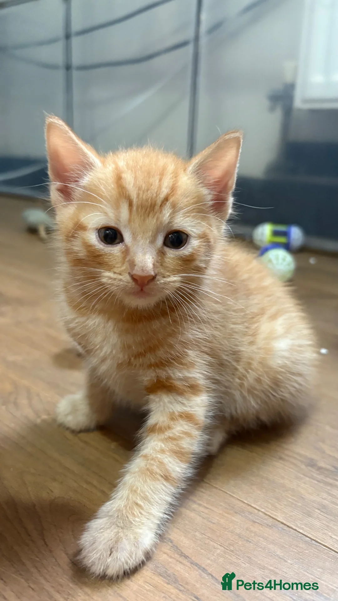 Mixed Breed cats for sale: Bengal cross kittens  - Advert 2