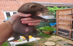 Ferret rodents for sale: 7 ferret kits. Hobs and Jill's available  - Image 6