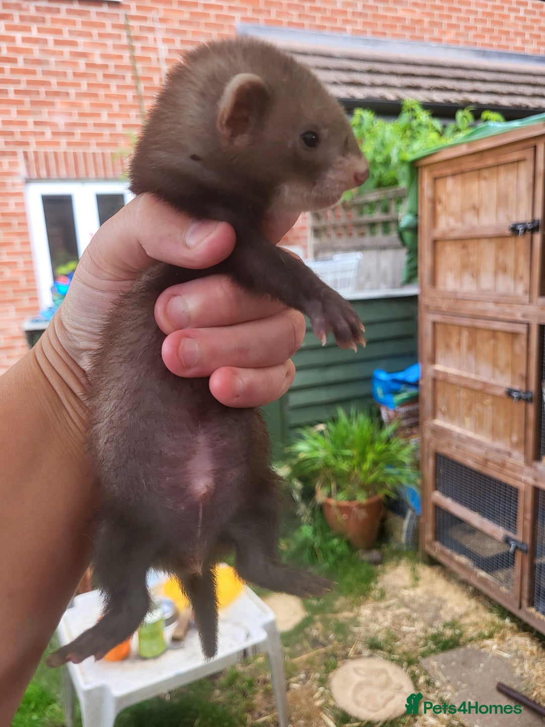 Ferret rodents for sale: 7 ferret kits. Hobs and Jill's available  - Image 6