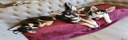 Shepsky dogs for sale: 3x Gorgeous Shepsky's ready for loving homes - Advert 6