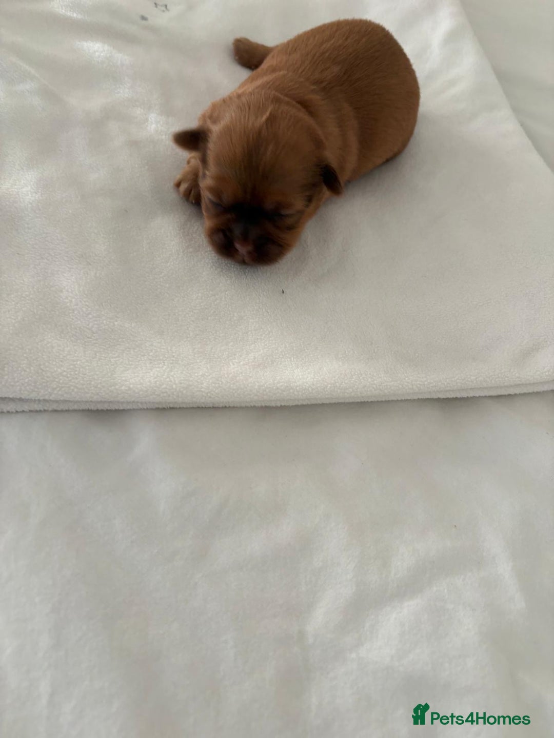 Shih Tzu dogs for sale: KC registered pure breed imperial shihtzu puppies  - Advert 35