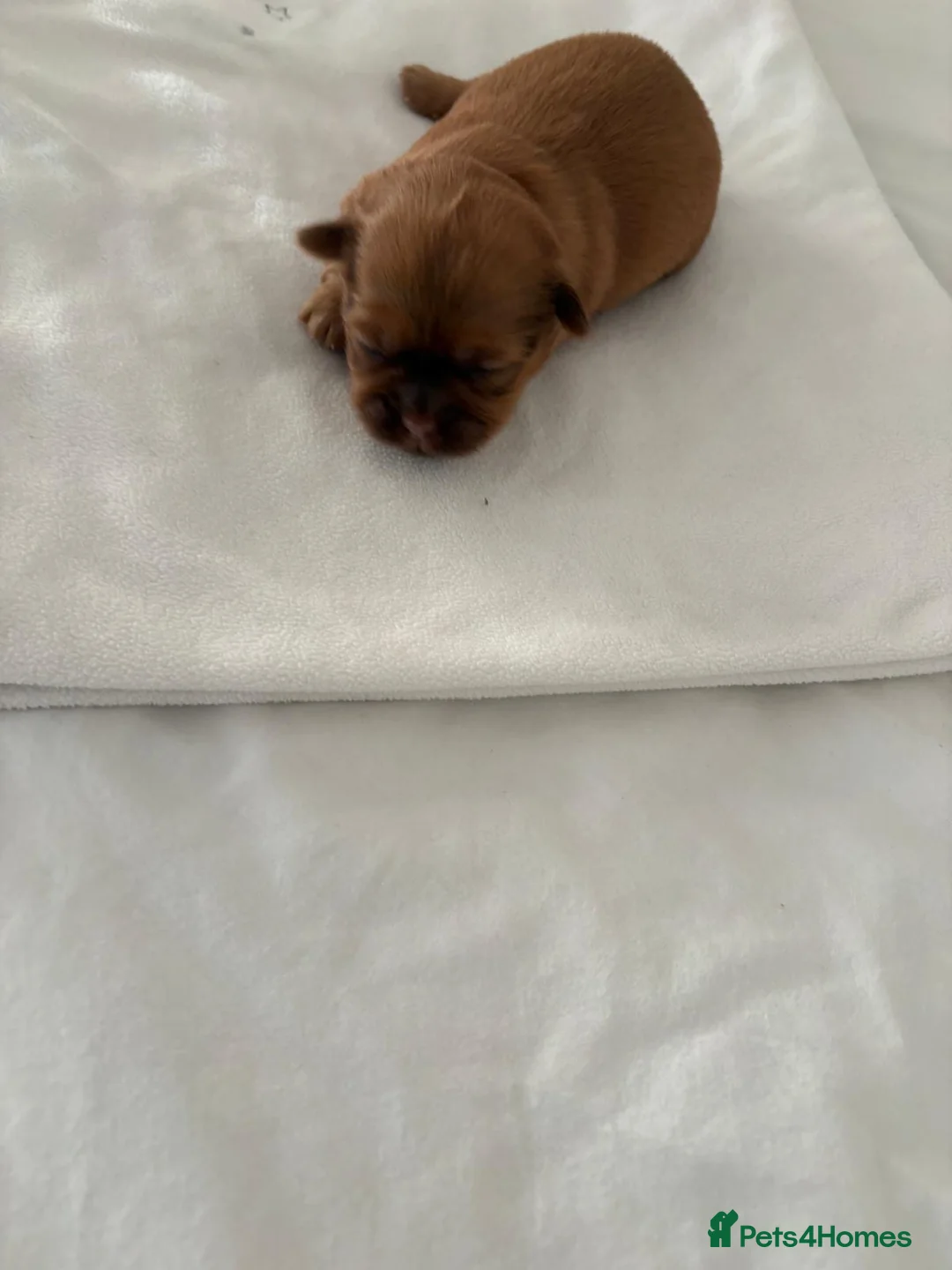 Shih Tzu dogs for sale: READY TO LEAVE GORGEOUS KC girl left - Advert 15