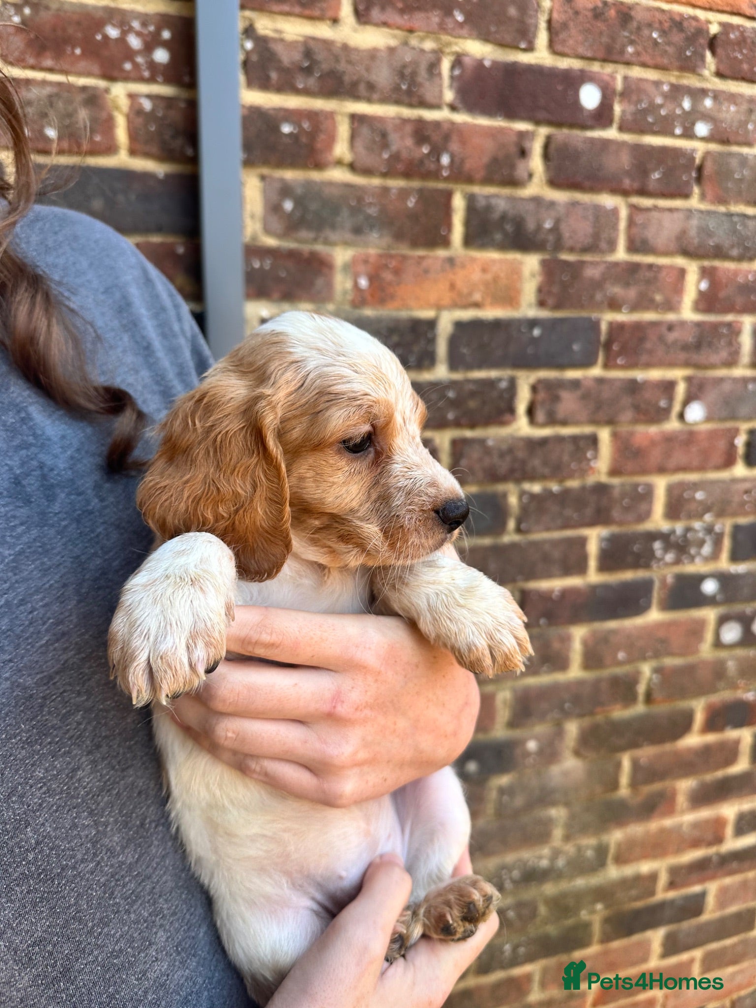 Mixed Breed dogs Cocker Spaniel x Brittany Spaniel Puppies - Advert 2