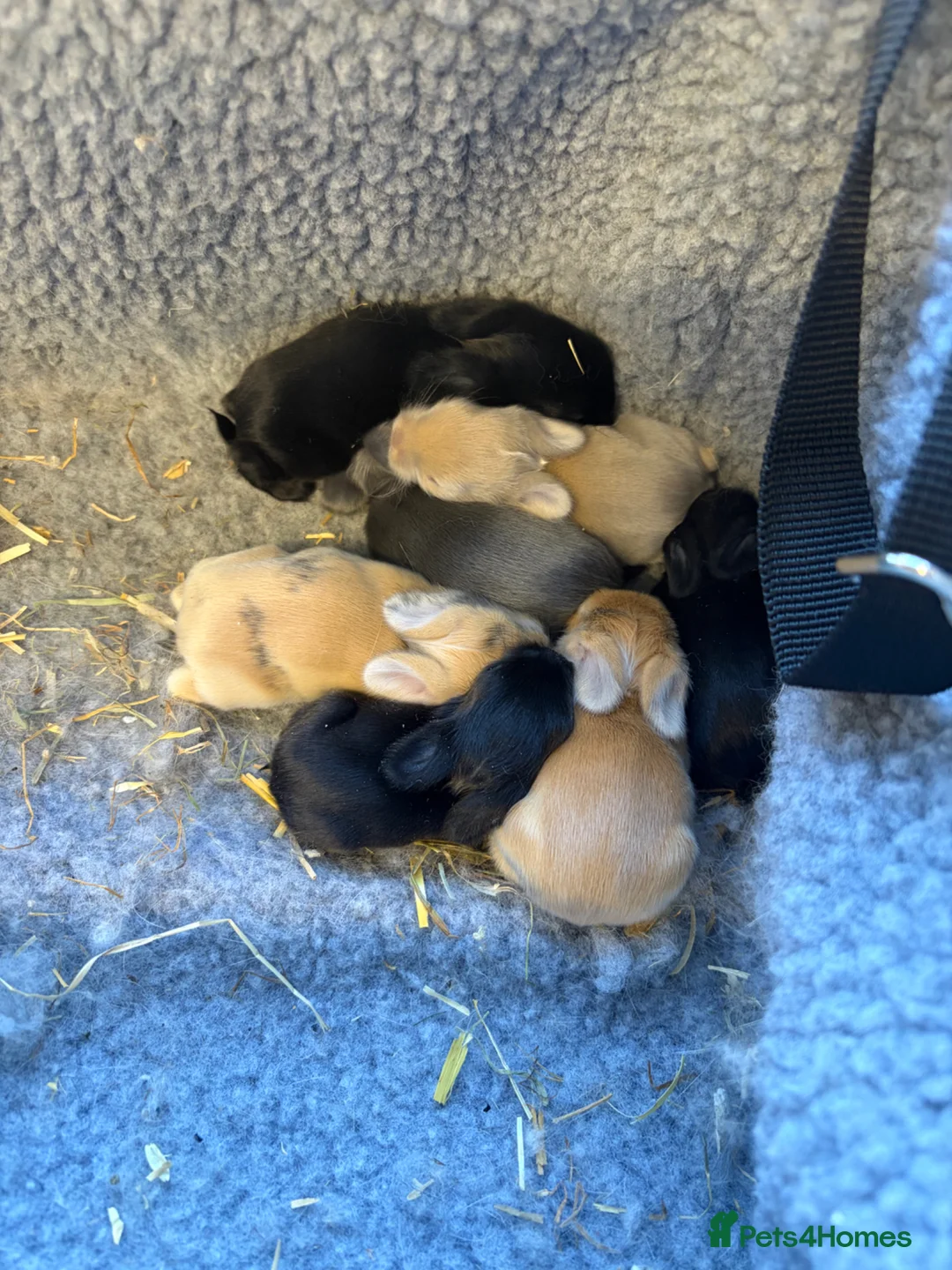 Mini Lion Lop rabbits for sale: Mini lion lops  - Advert 1