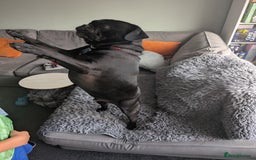 Frug dogs for sale: Frug - 2 years old - Image 3