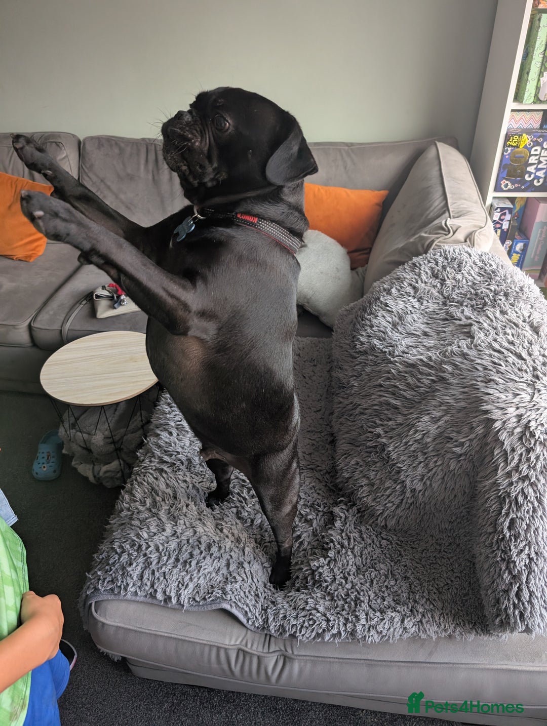 Frug dogs for sale: Frug - 2 years old - Image 3